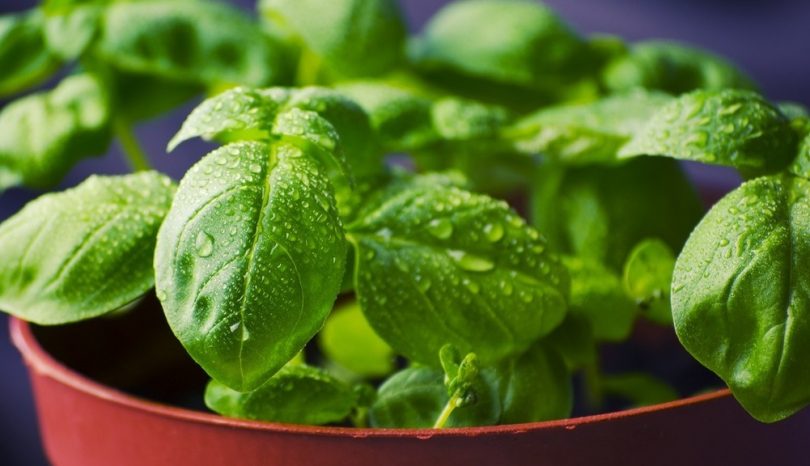 Frische Kräuter und Gewürze im Restaurant